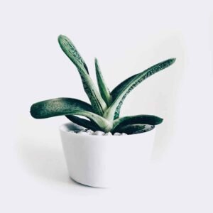 Vetonit LR pasta brilliant шпаклевка суперфинишная под окраску и обои 18 кг